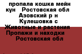 пропала кошка мейн кун - Ростовская обл., Азовский р-н, Кулешовка с. Животные и растения » Пропажи и находки   . Ростовская обл.